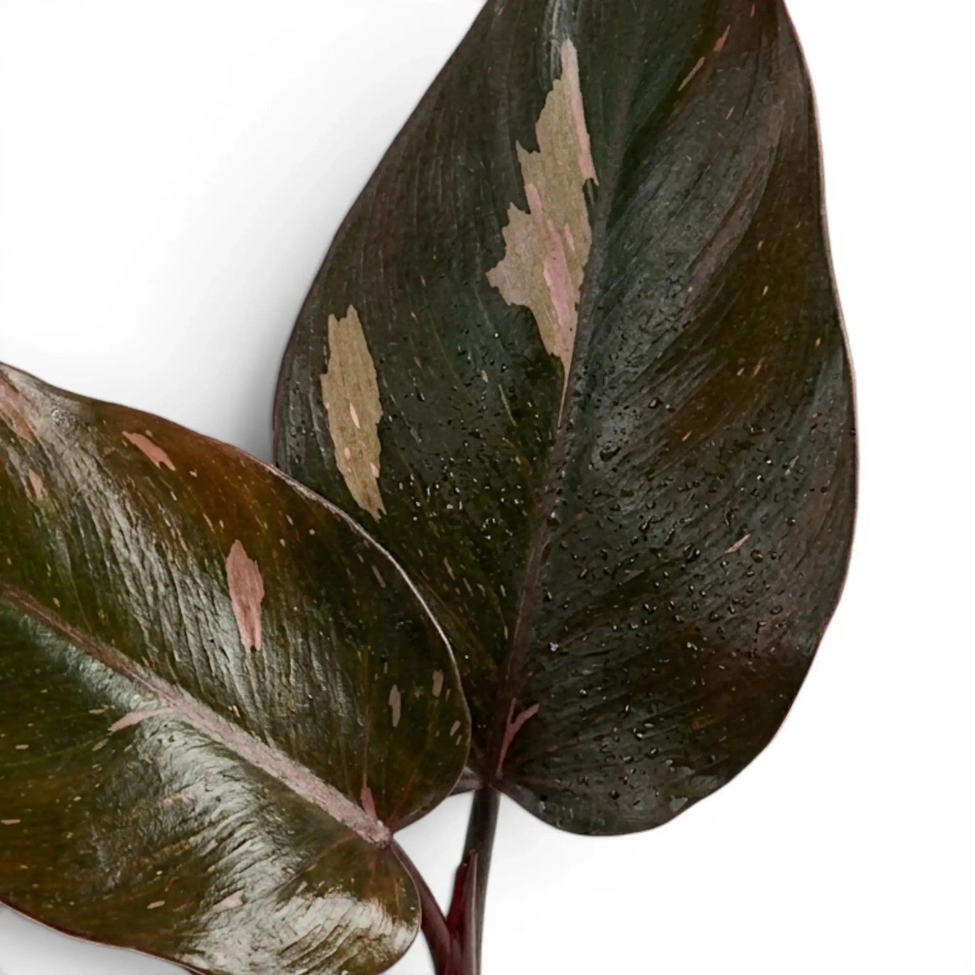 Nahaufnahme der Blätter von Philodendron 'Burgundy Princess'.