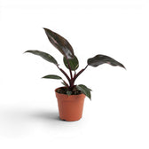 Philodendron 'Burgundy Princess' im Kulturtopf.