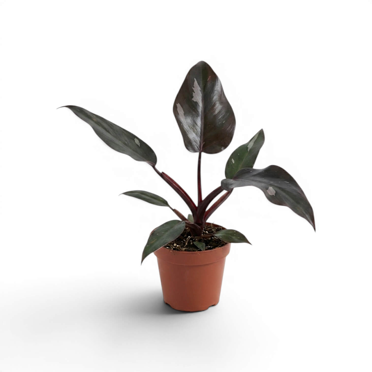 Philodendron 'Burgundy Princess' im Kulturtopf.