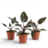 Philodendron 'Burgundy Princess' im Kulturtopf.