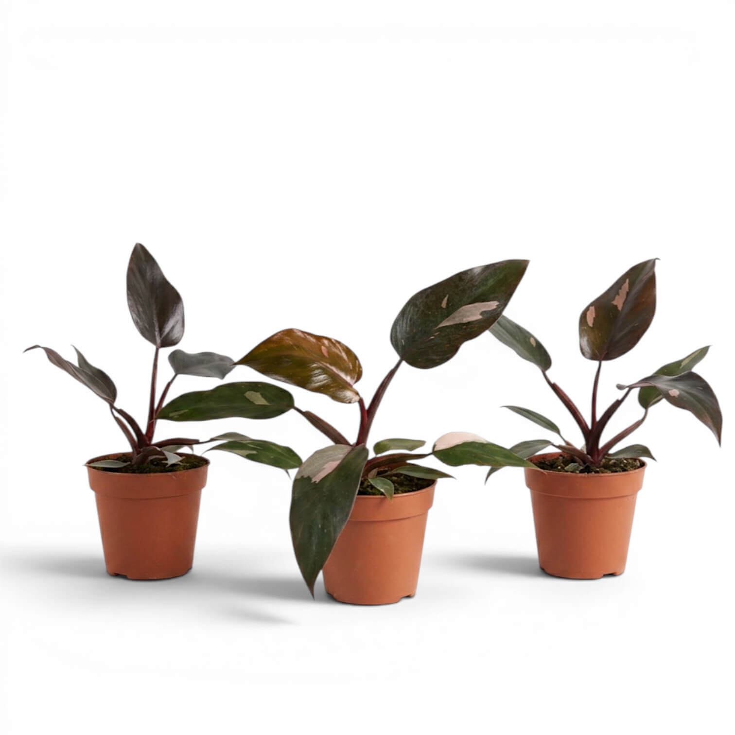 Philodendron 'Burgundy Princess' im Kulturtopf.