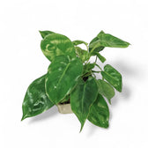 Philodendron 'Burle Marx' potted plant in nursery pot on white background.