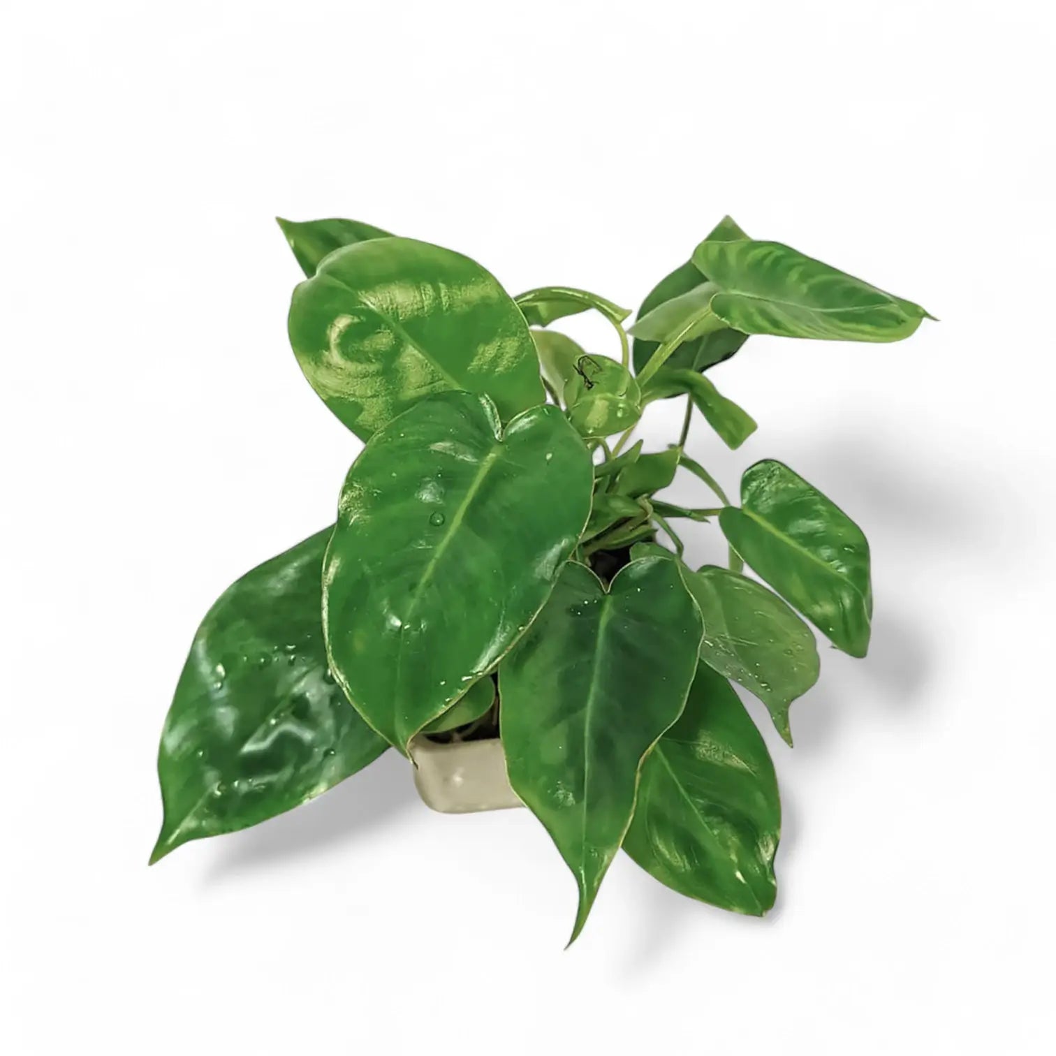Philodendron 'Burle Marx' potted plant in nursery pot on white background.