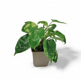 Philodendron 'Burle Marx' potted plant in nursery pot on white background.