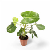 Philodendron 'Burle Marx' potted plant in nursery pot on white background.