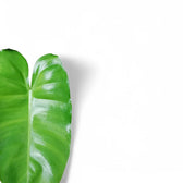 Philodendron 'Burle Marx' potted plant in nursery pot on white background.