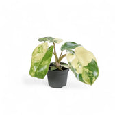Philodendron 'Burle Marx' variegata – Zimmerpflanze im Kulturtopf auf weißem Hintergrund, Produktfoto 2.