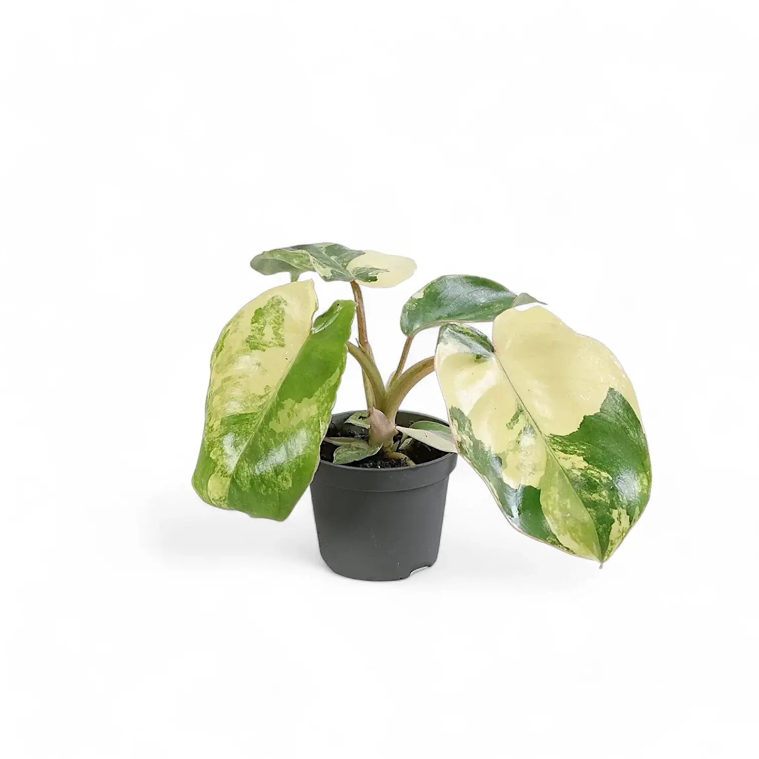 Philodendron 'Burle Marx' variegata – Zimmerpflanze im Kulturtopf auf weißem Hintergrund, Produktfoto 2.