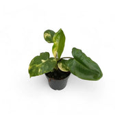 Philodendron 'Burle Marx' variegata – Zimmerpflanze im Kulturtopf auf weißem Hintergrund, Produktfoto 3.