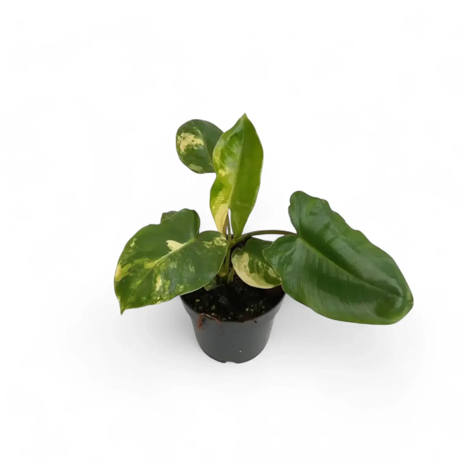 Philodendron 'Burle Marx' Variegata – Cream-Marbled Burle Marx