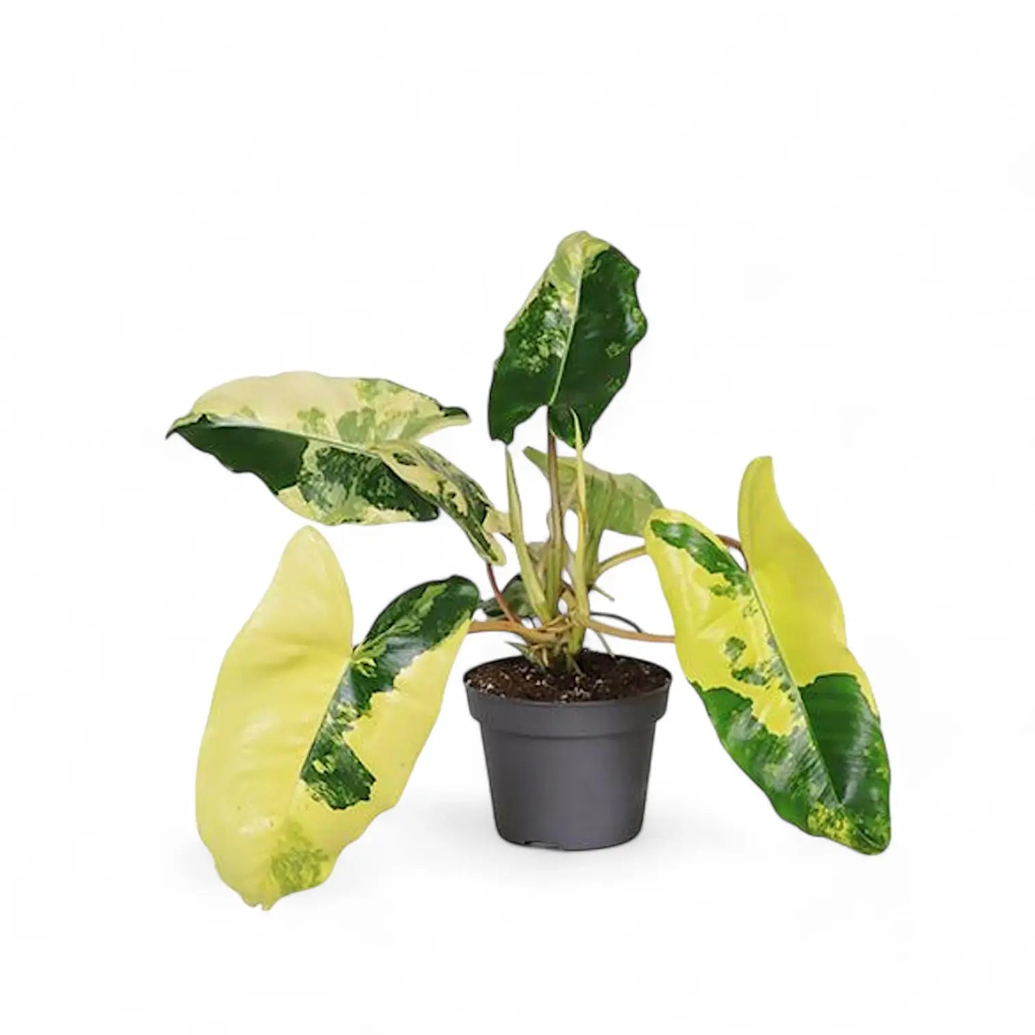 Philodendron 'Burle Marx' Variegata – Cream-Marbled Burle Marx