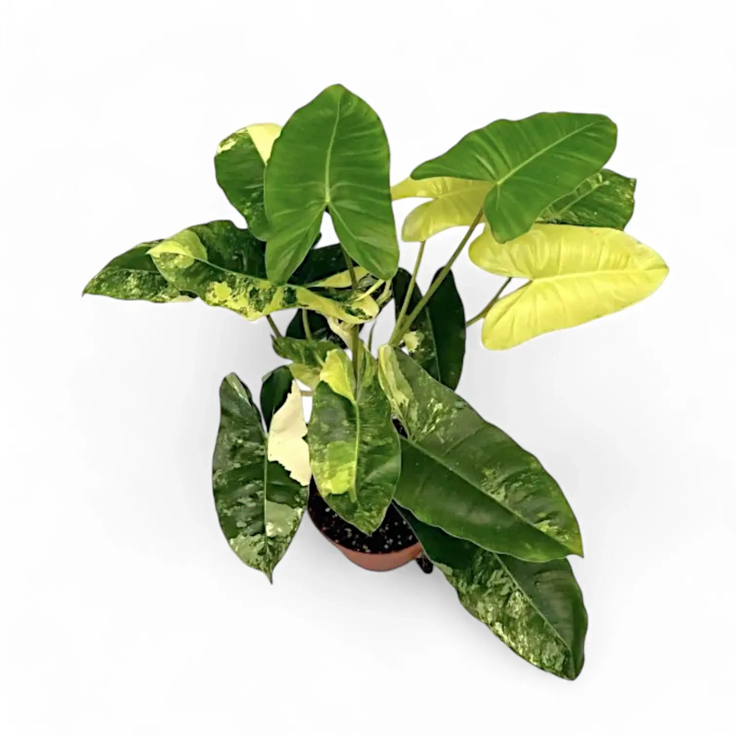 Philodendron 'Burle Marx' variegata – Zimmerpflanze im Kulturtopf auf weißem Hintergrund, Produktfoto 5.