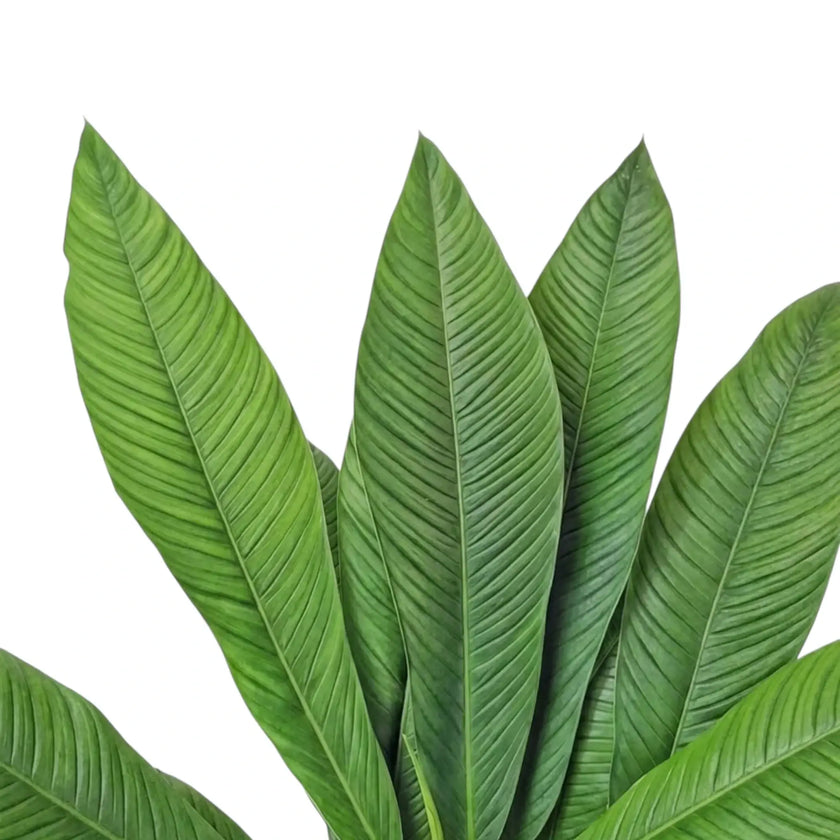 Nahaufnahme von Philodendron campii ‘Lynette’ mit schmalen, gefältelten grünen Blättern und markanten Seitennerven.