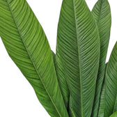 Philodendron campii ‘Lynette’ foliage close-up with narrow pleated green leaves and prominent side veins.