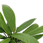 Philodendron campii ‘Lynette’ foliage close-up with narrow pleated green leaves and prominent side veins.