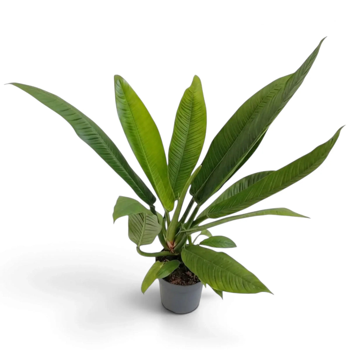 Large Philodendron campii ‘Lynette’ forming a dense rosette of narrow pleated green leaves.