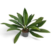 Large Philodendron campii ‘Lynette’ forming a dense rosette of narrow pleated green leaves.