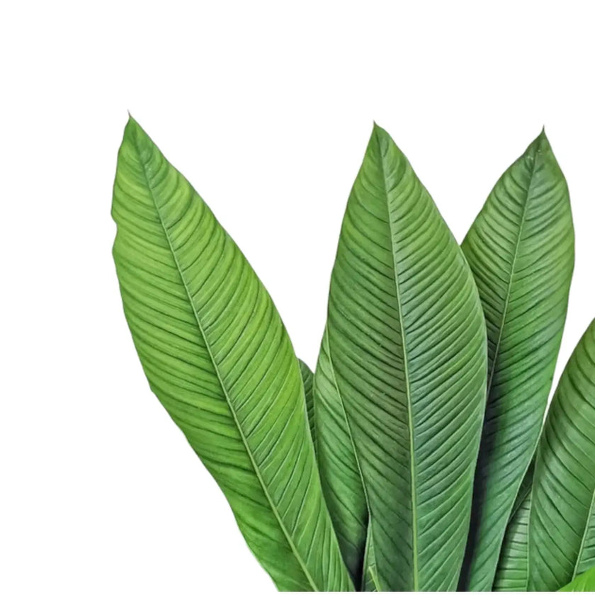 Philodendron campii 'Lynette' leaf detail on white background.