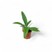 Philodendron campii 'Lynette' potted plant in nursery pot on white background.