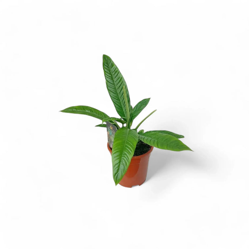 Philodendron campii 'Lynette' potted plant in nursery pot on white background.