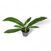 Philodendron campii 'Lynette' potted plant in nursery pot on white background.
