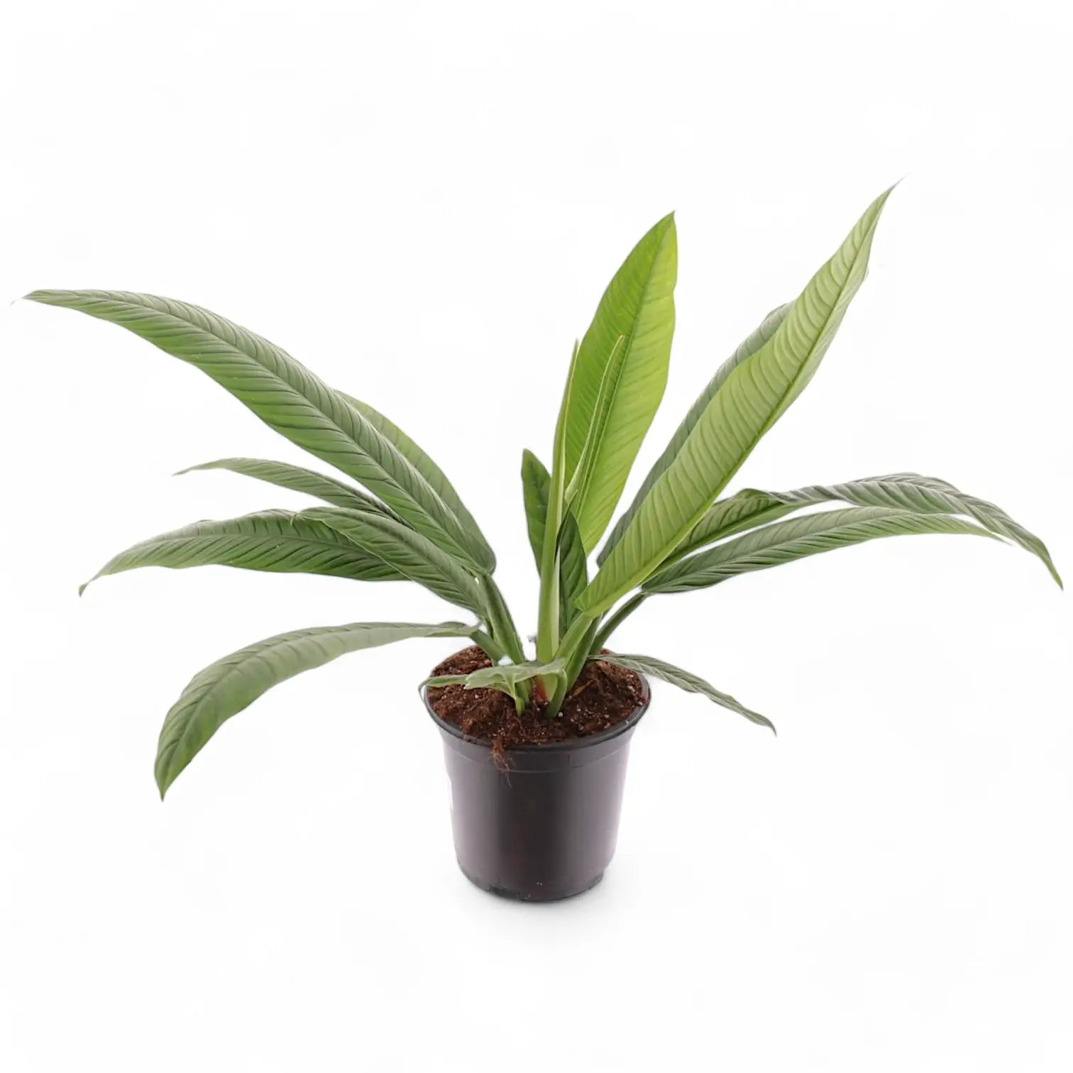 Philodendron campii 'Lynette' potted plant in nursery pot on white background.