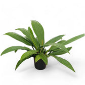 Philodendron campii 'Lynette' potted plant in nursery pot on white background.