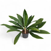 Philodendron campii 'Lynette' potted plant in nursery pot on white background.