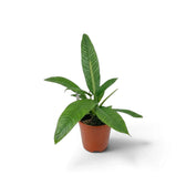 Medium Philodendron campii ‘Lynette’ forming a compact rosette of narrow pleated green leaves.