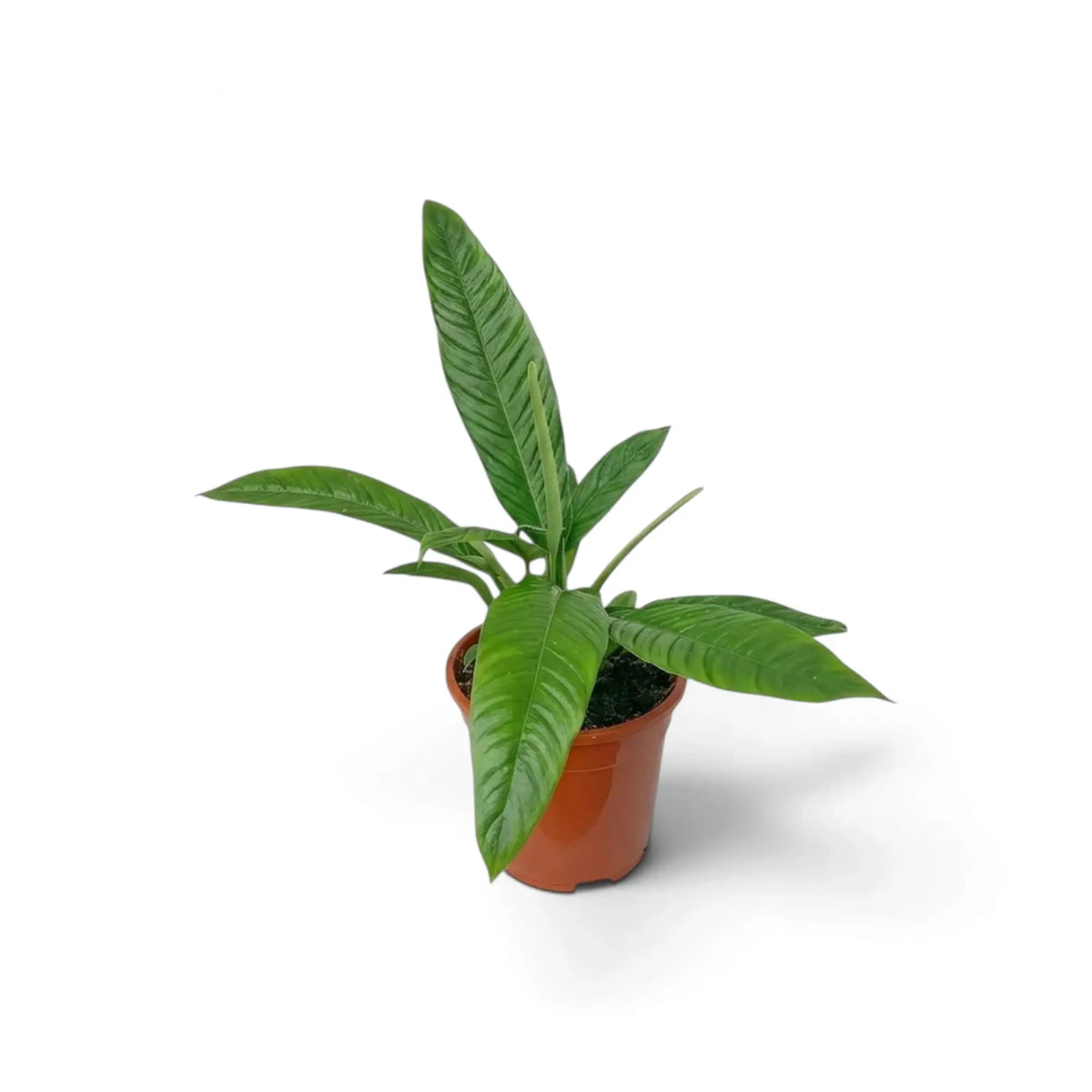 Medium Philodendron campii ‘Lynette’ forming a compact rosette of narrow pleated green leaves.