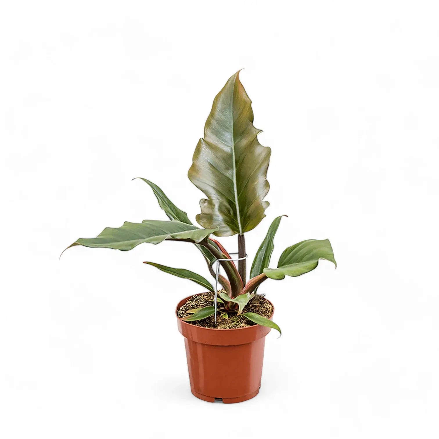 Philodendron 'Caramel' potted plant in nursery pot on white background.