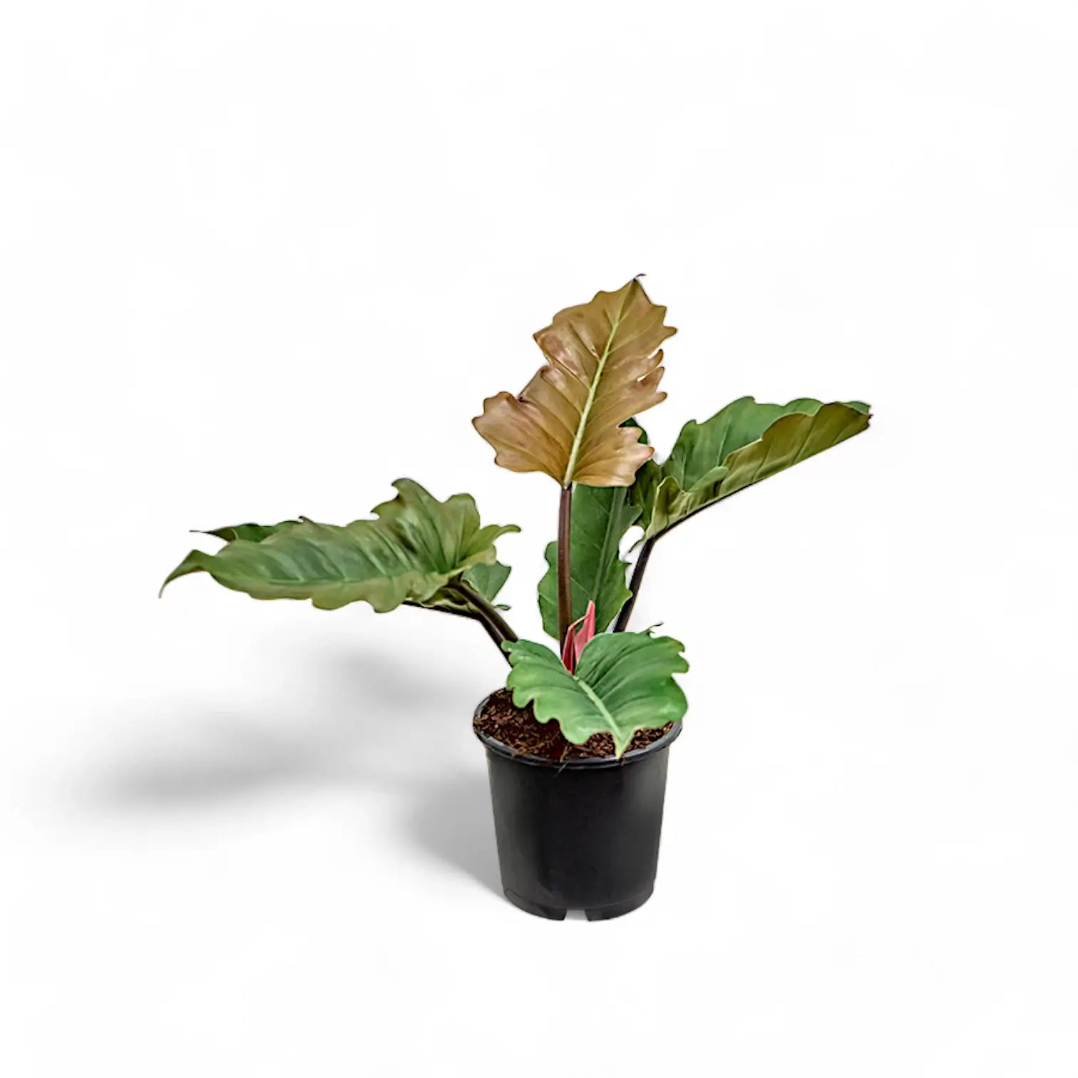 Philodendron 'Caramel' potted plant in nursery pot on white background.