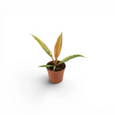 Philodendron 'Caramel Marble' baby plant in a nursery pot.