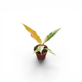 Philodendron 'Caramel Marble' baby plant in a nursery pot.