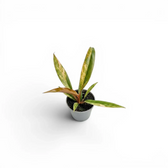 Philodendron 'Caramel Marble' baby plant in a nursery pot.