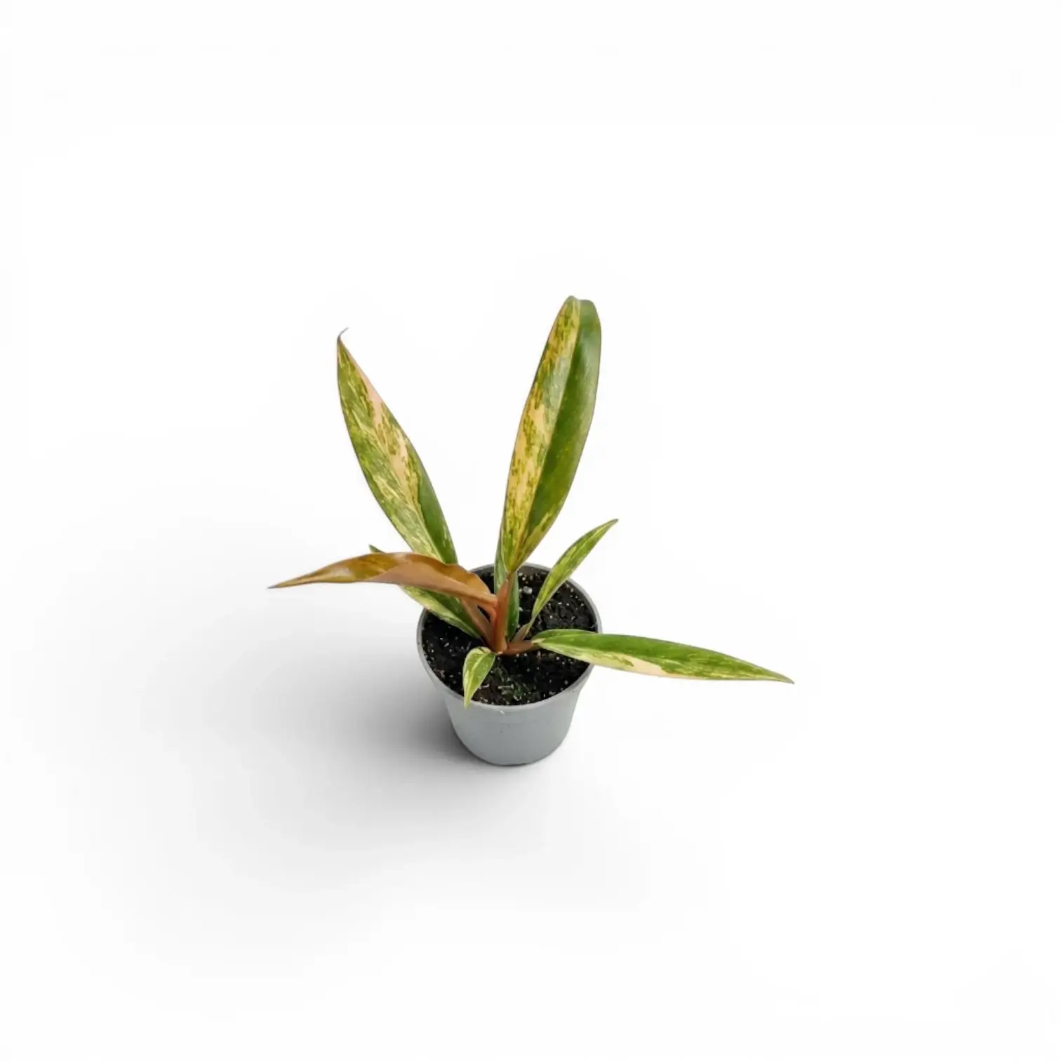 Philodendron 'Caramel Marble' baby plant in a nursery pot.