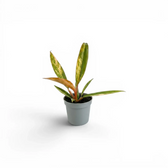 Philodendron 'Caramel Marble' baby plant in a nursery pot.