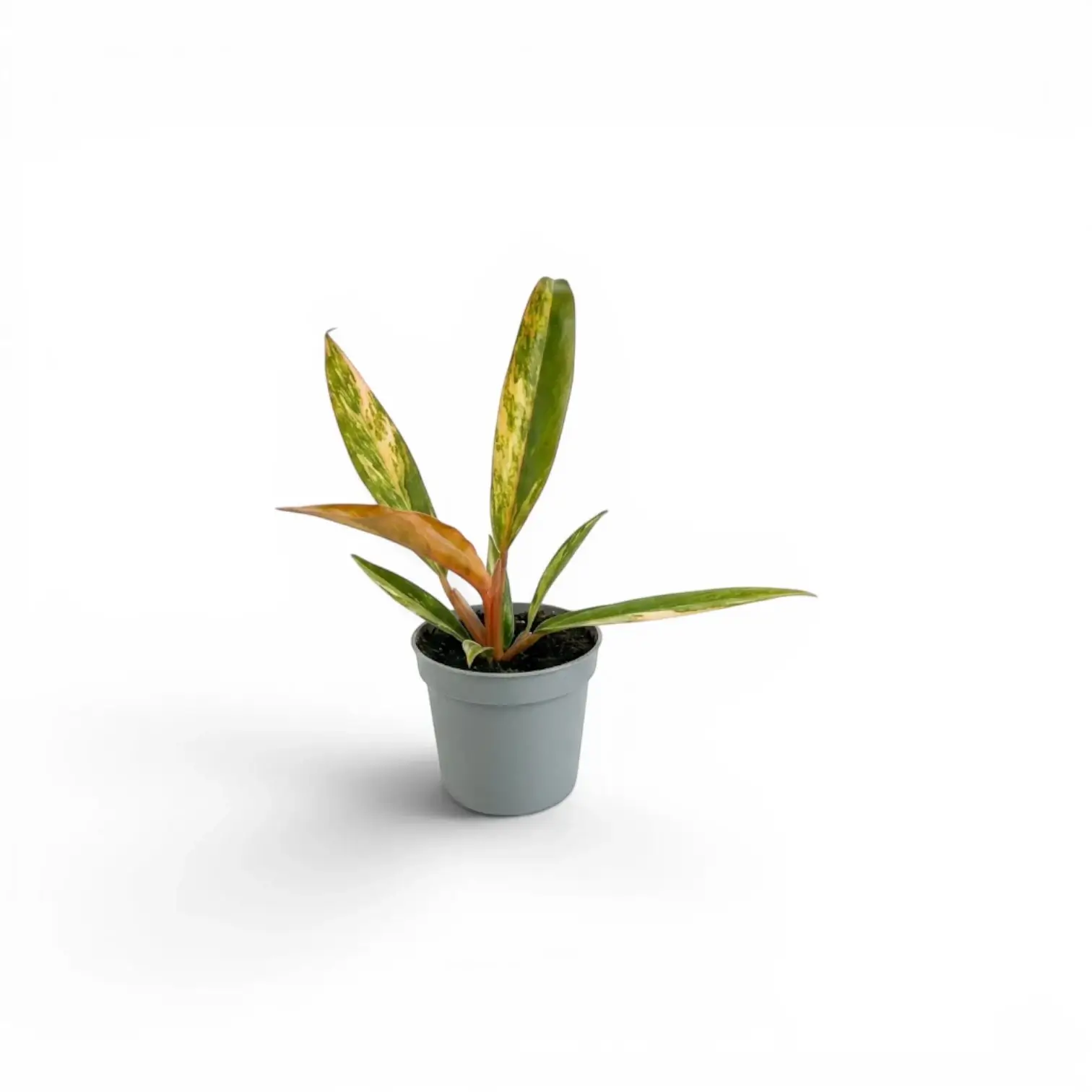 Philodendron 'Caramel Marble' baby plant in a nursery pot.