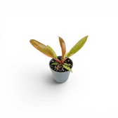 Philodendron 'Caramel Marble' baby plant in a nursery pot.