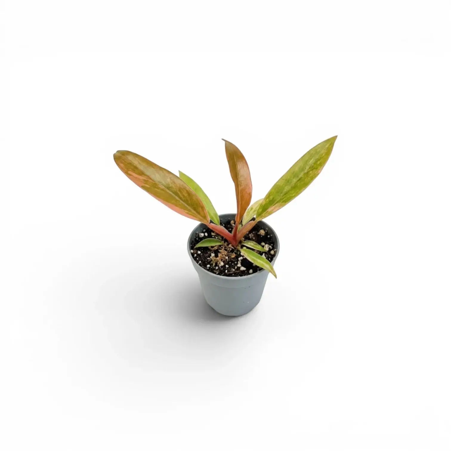 Philodendron 'Caramel Marble' baby plant in a nursery pot.