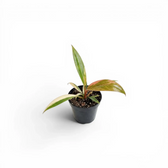 Philodendron 'Caramel Marble' baby plant in a nursery pot.