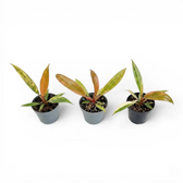 Three Philodendron 'Caramel Marble' baby plants in nursery pots.