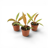 Three Philodendron 'Caramel Marble' baby plants in nursery pots.