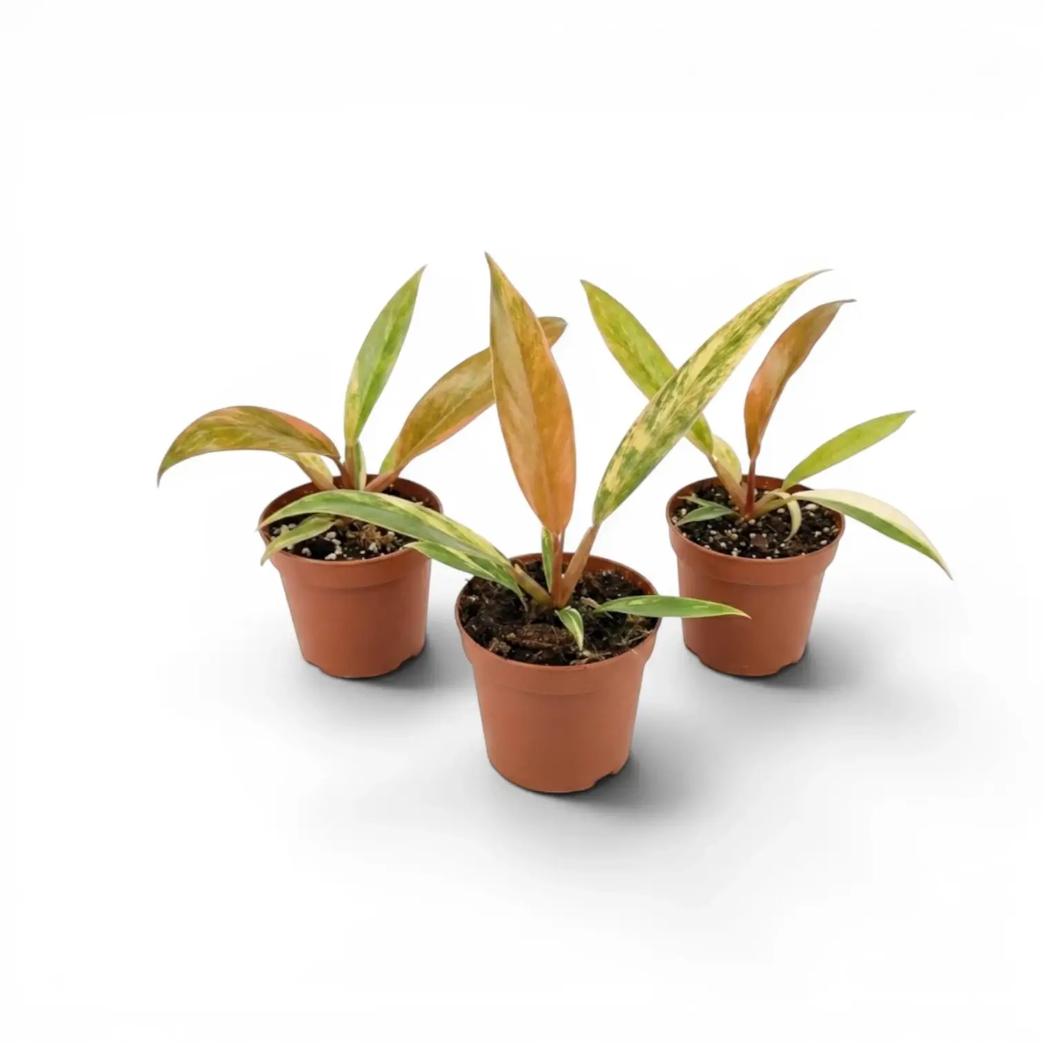 Three Philodendron 'Caramel Marble' baby plants in nursery pots.