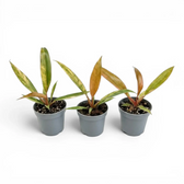 Three Philodendron 'Caramel Marble' baby plants in nursery pots.