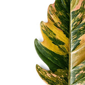 Close-up of Philodendron 'Caramel Marble' leaves.