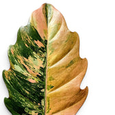 Close-up of Philodendron 'Caramel Marble' leaves.