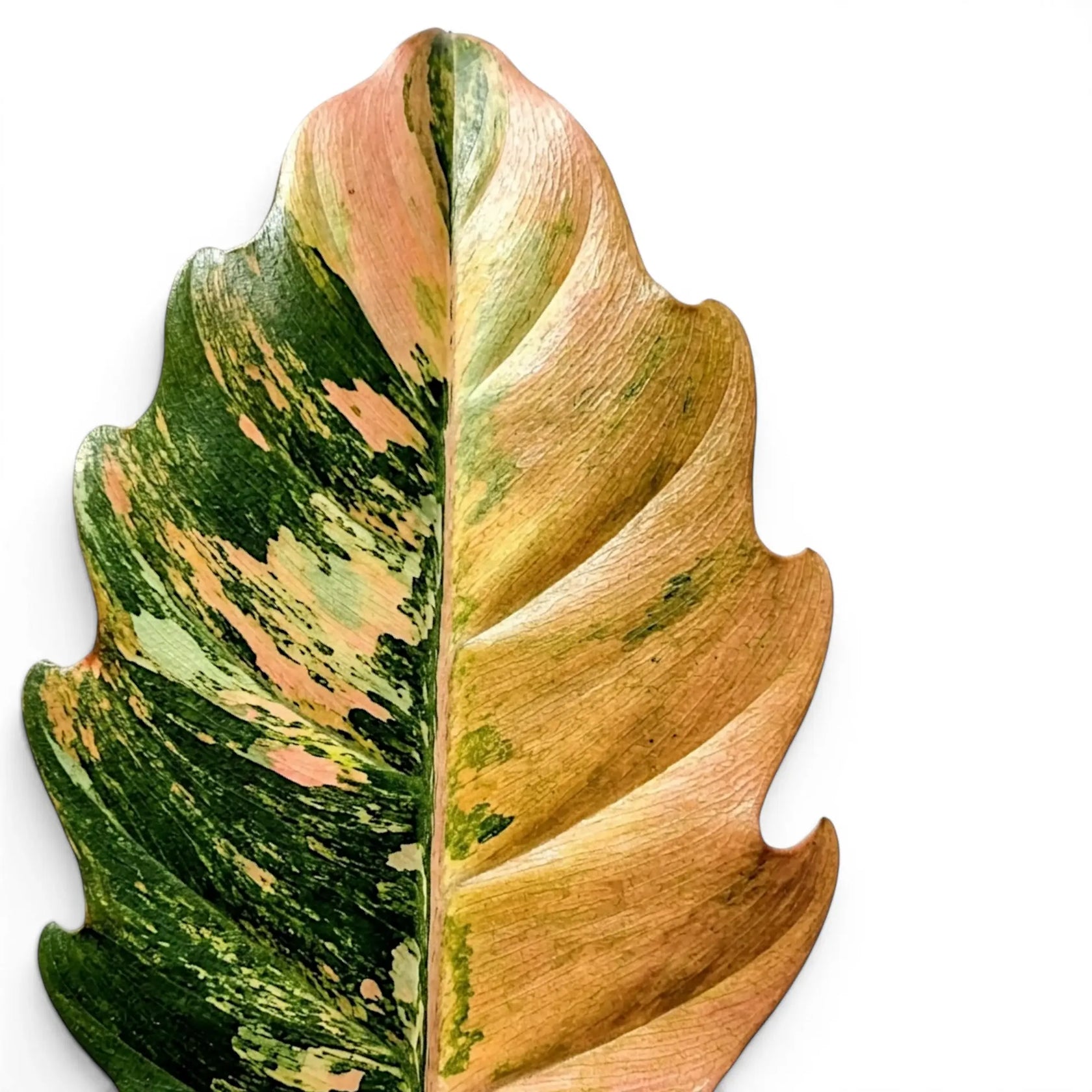 Close-up of Philodendron 'Caramel Marble' leaves.