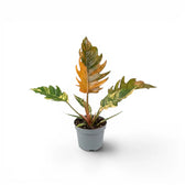 Philodendron 'Caramel Marble' plant in a nursery pot.