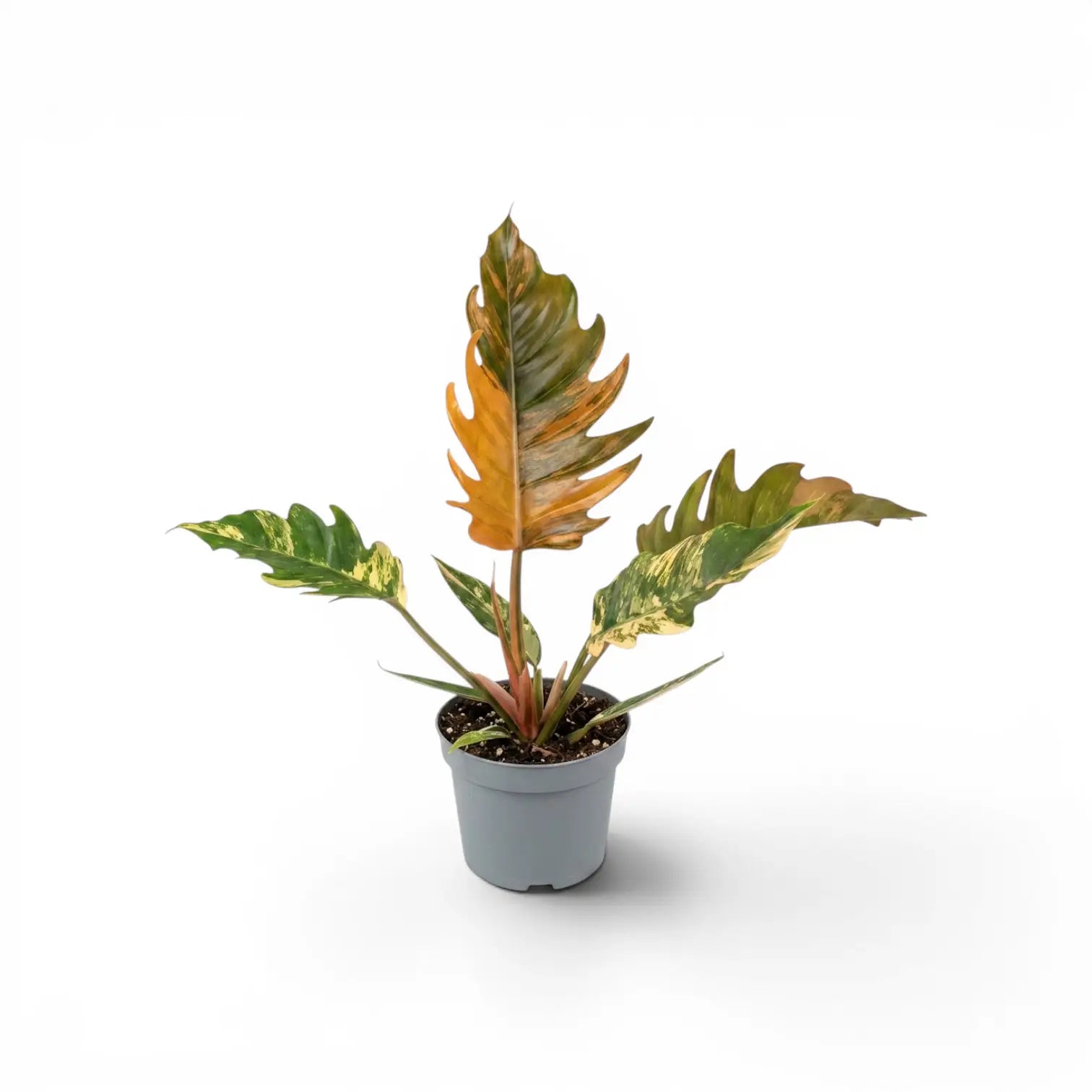 Philodendron 'Caramel Marble' plant in a nursery pot.